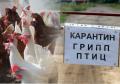 Информация об эпизоотической ситуации по гриппу птиц на территории Российской Федерации