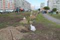 60 молоденьких деревцев появились во Фрязиновском парке